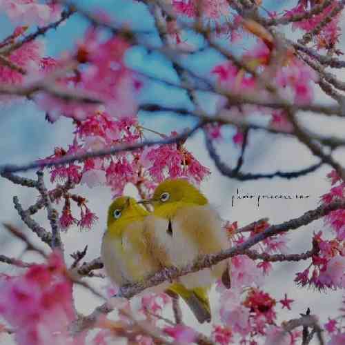 علی شهسواری آه از این بخت بد وای از این حال خراب